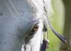 X81A8203 Lipizzaner im Burggarten Foto Pfluegl 160719